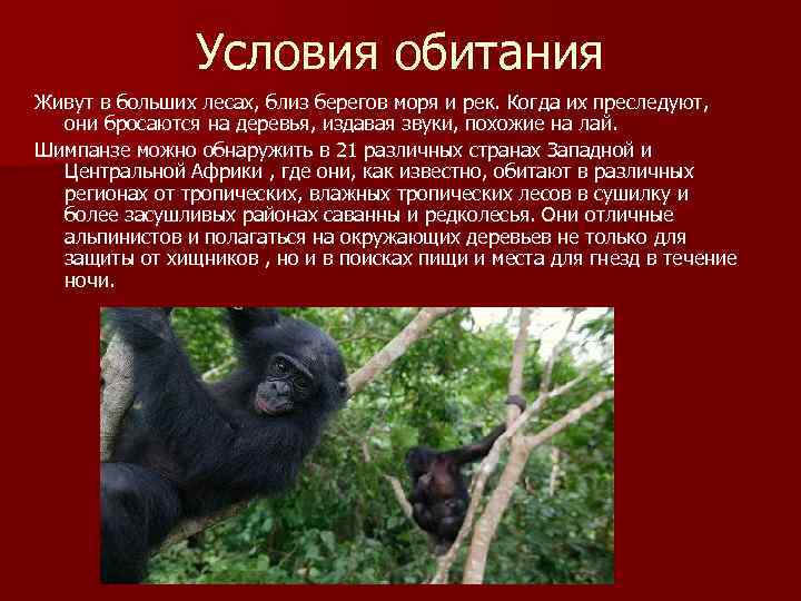 Самые красивые виды обезьян: фотографии и описание