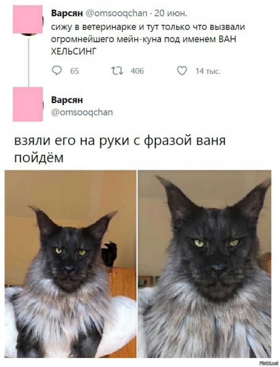 Красивые имена для котов мальчиков
