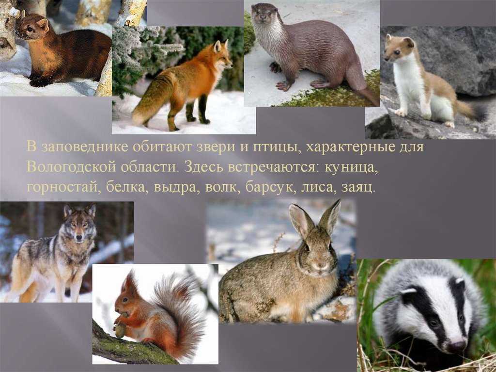 Животные тайги, обитающие в россии: список редких таёжных хищников, птиц, рыб и насекомых