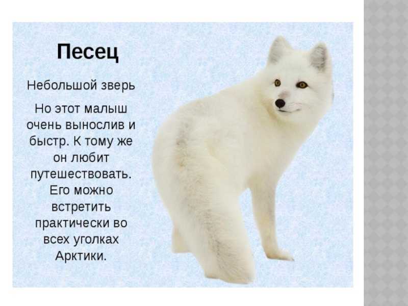 Песец | животный мир россии