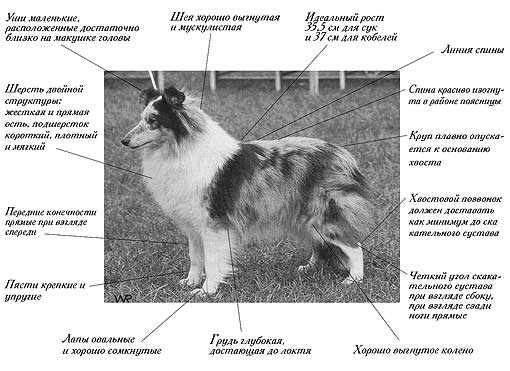 Шелти собака — подробный обзор породы (стандарт внешности, темперамент, уход)