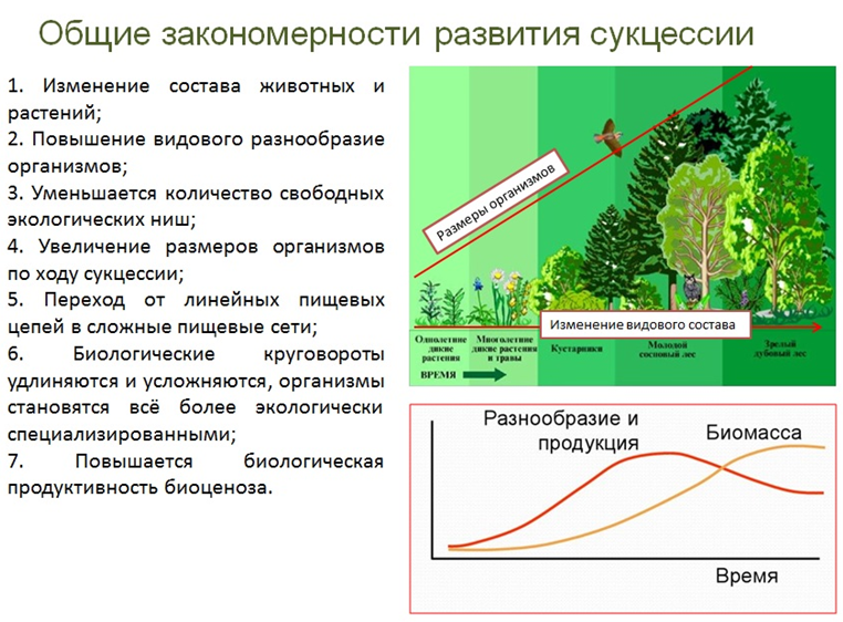 Главная особенность экологической сукцессии и характеристика процесса