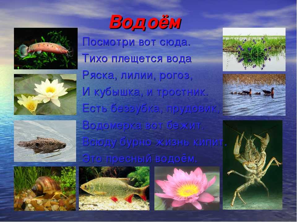 Дикорастущие деревья и кустарники ленинградской области | коротко и ясно о самом интересном