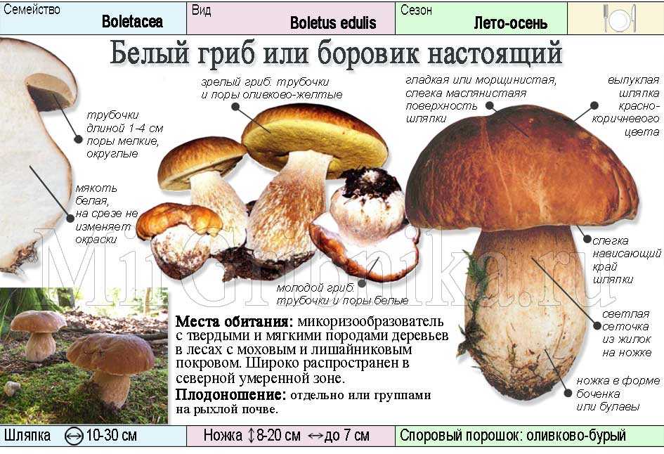 Как выглядит белый гриб: фото с названиями, где растут и при какой температуре
