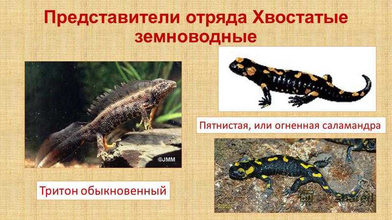 Китайская исполинская саламандра