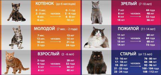 Как определить возраст котенка: основные признаки и способы