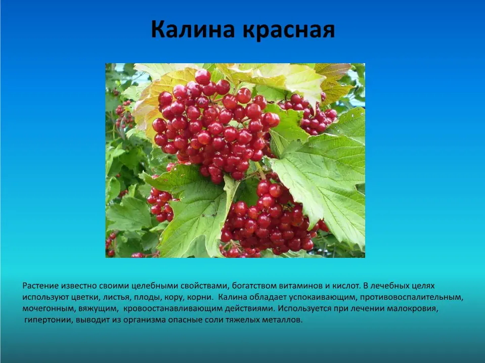 Дикие растения