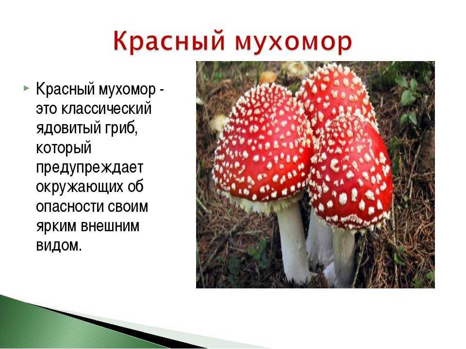 Грибы красной книги россии - название видов, фото и краткое описание