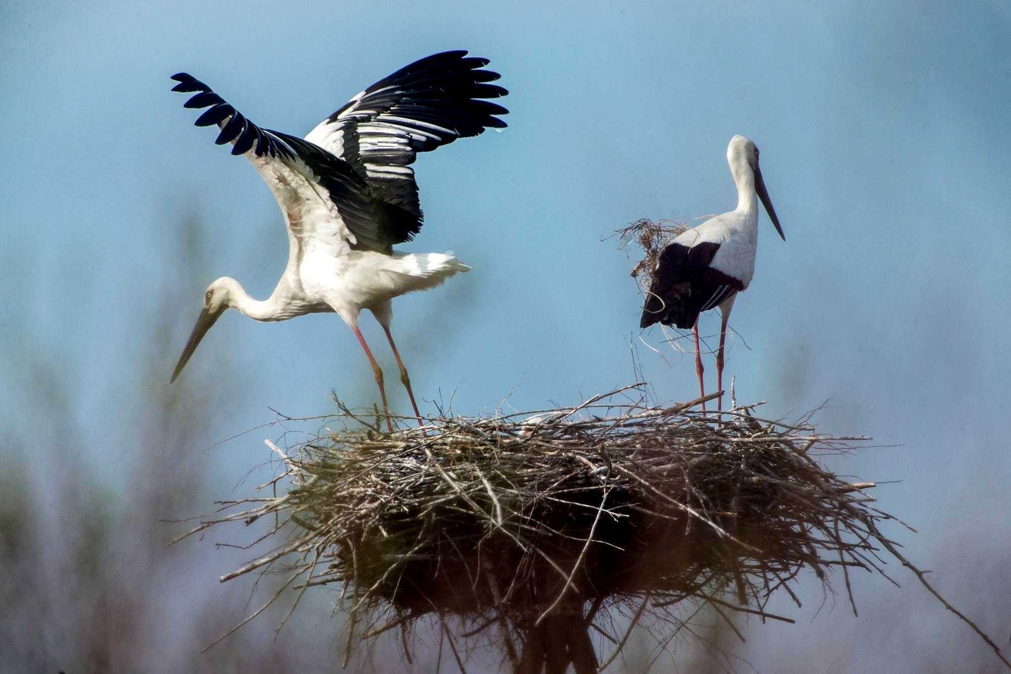 Eurobirdwatch - россия | списки видов | амурская область