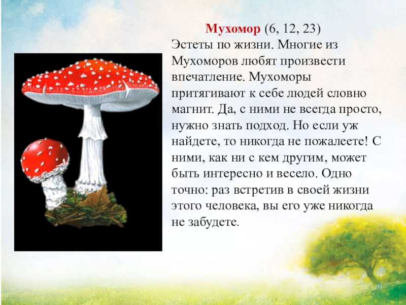 Когда нужно собирать мухоморы и какие виды