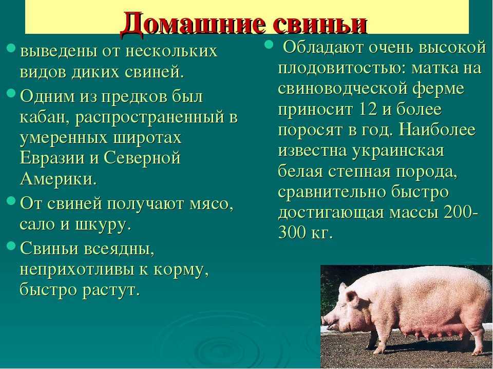 Свинья: характеристика, породы и домашнее содержание | планета животных