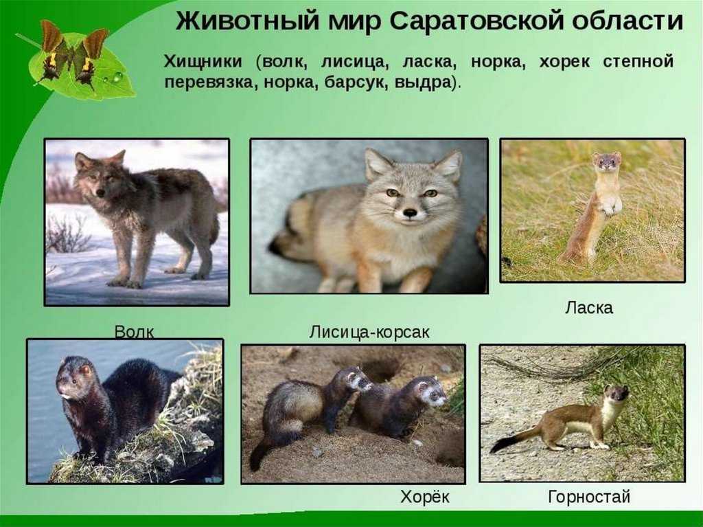Презентация на тему "зимующие птицы саратовской области" по окружающему миру