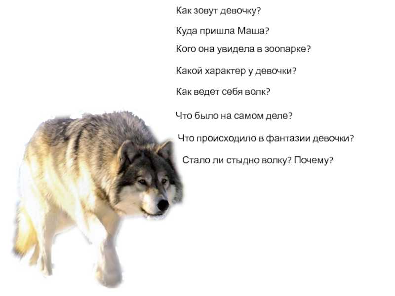 Лучшие клички для немецкой овчарки мальчика и девочки: красивые, современные, оригинальные