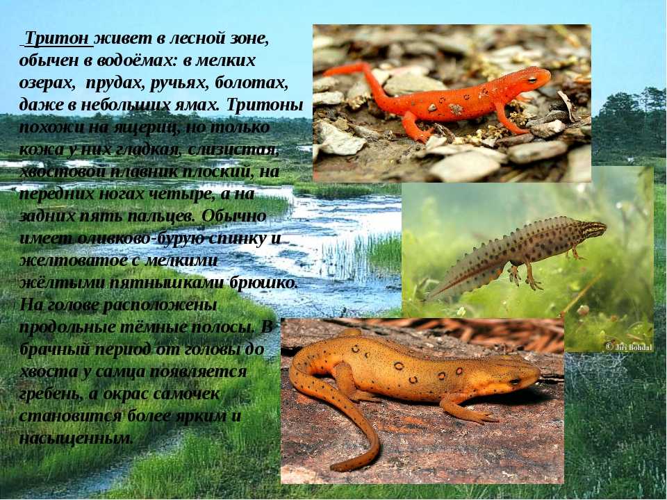 Обыкновенный тритон: описание, виды, где обитает, чем питается, фото