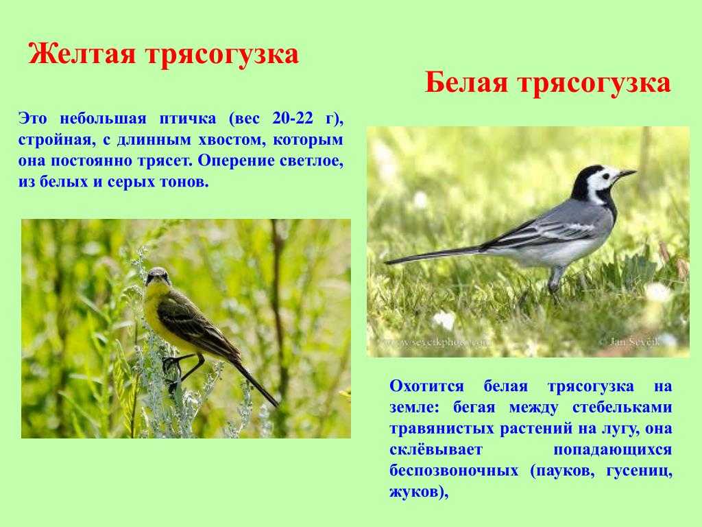 Птица трясогузка: описание видов