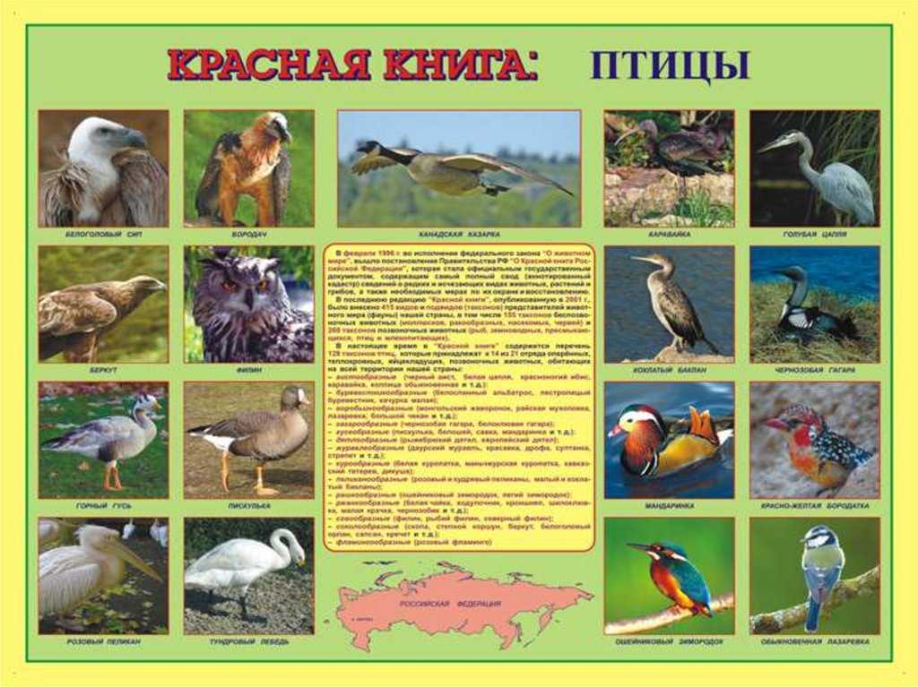Птицы красной книги россии: самые хищные и редкие виды
