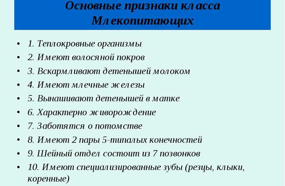 Млекопитающие