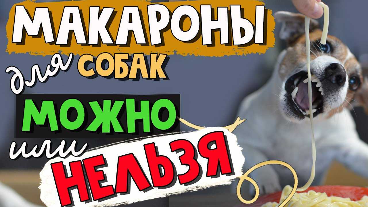 Макароны собакам: можно ли давать, польза и вред | все о собаках