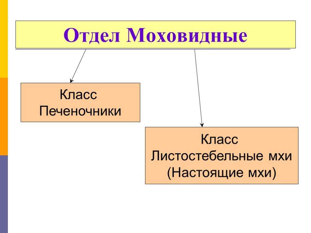 Виды мхов, названия, фото и классификация