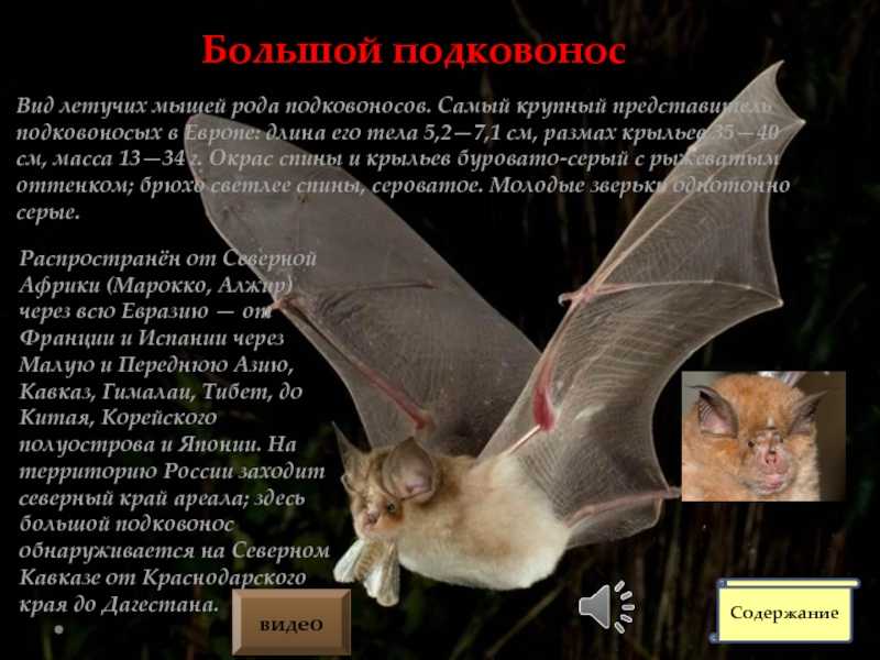 25 самых симпатичных видов летучих мышей