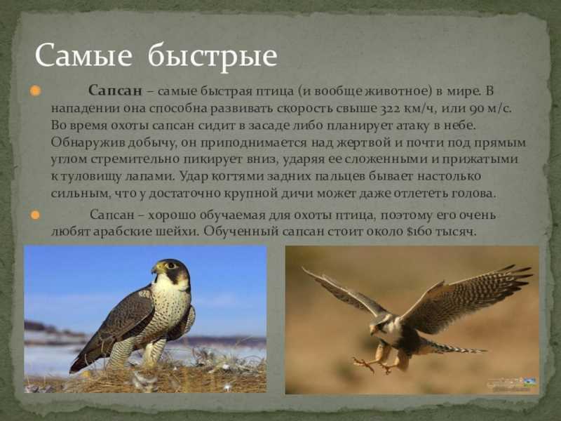 Животные дагестана