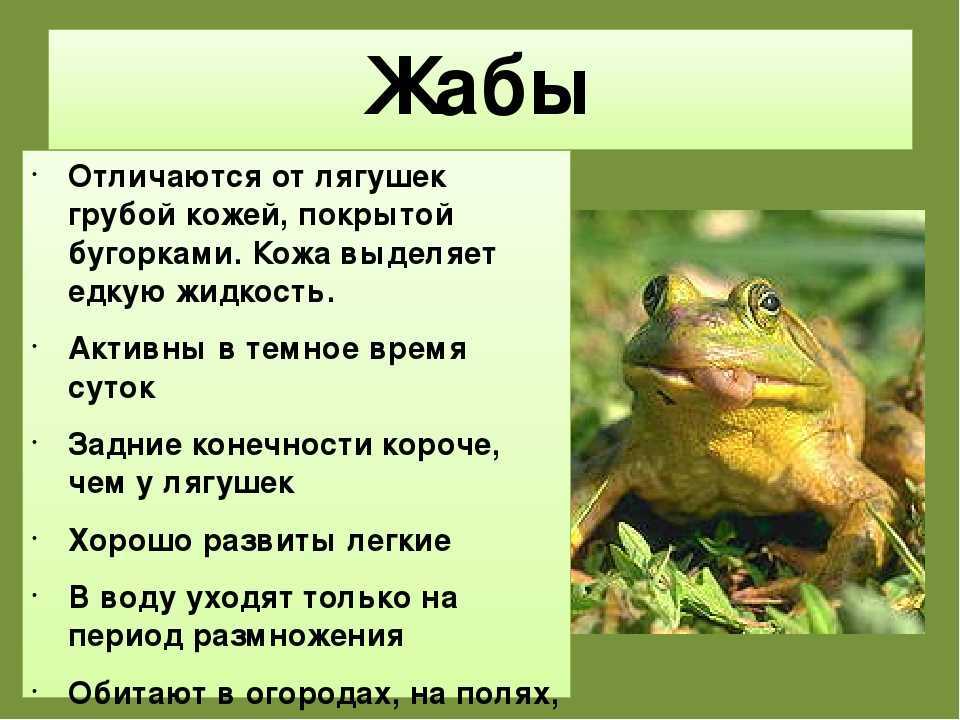 Серая жаба или озерная лягушка