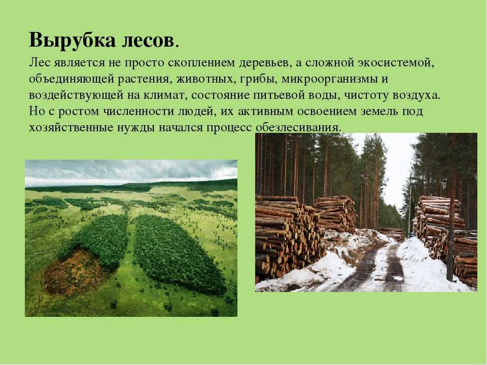 Что является основной причиной исчезновения тропических лесов. уничтожение лесов