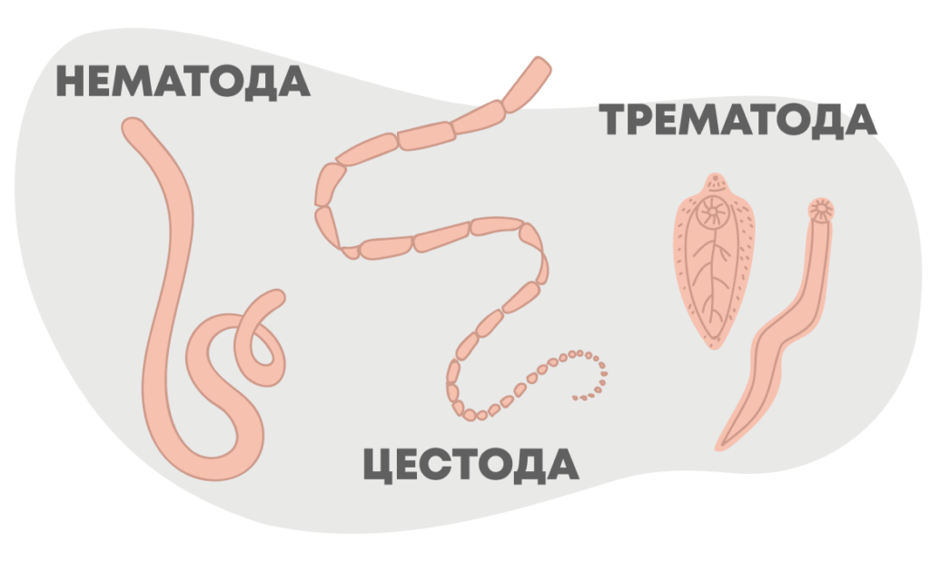 Глисты у собак симптомы и лечение