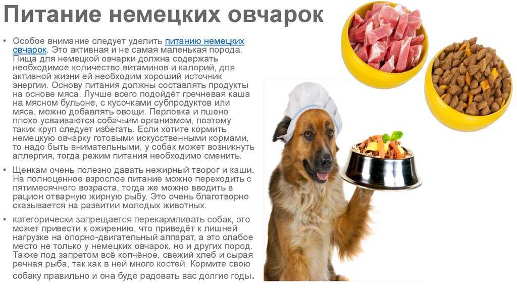 Щенки хаски (фото): уход, кормление, воспитание
