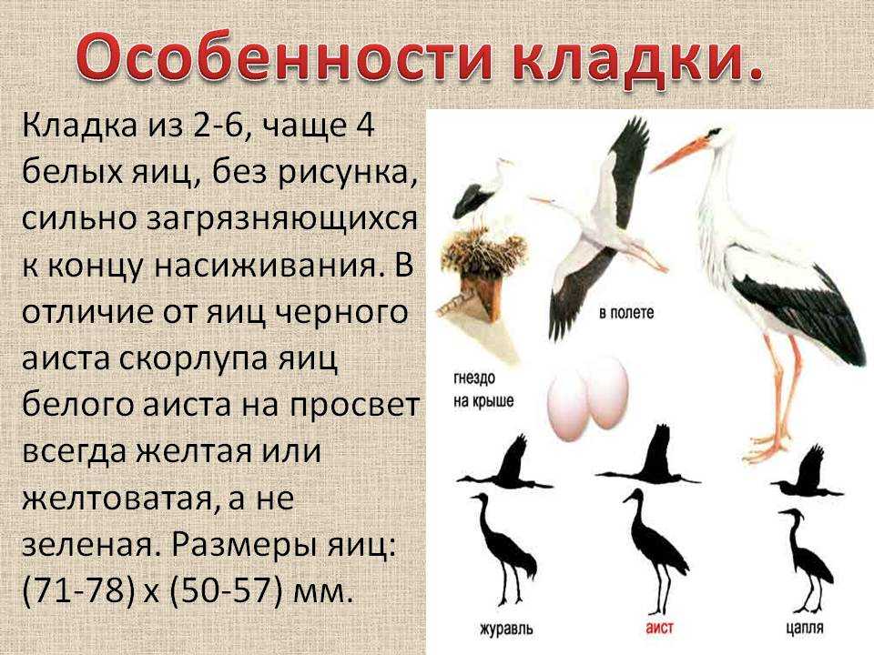 Белый аист: описание птицы, где живёт и чем питается