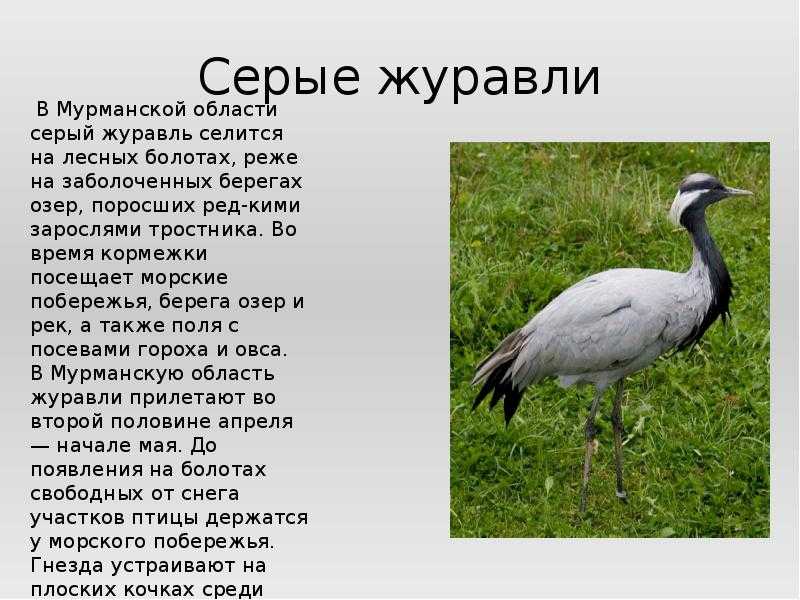 Журавлеобразные характеристика, журавлеобразные среда обитания, журавлеобразные питание
