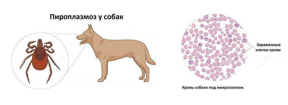 Список всех заболеваний собак по симптомам