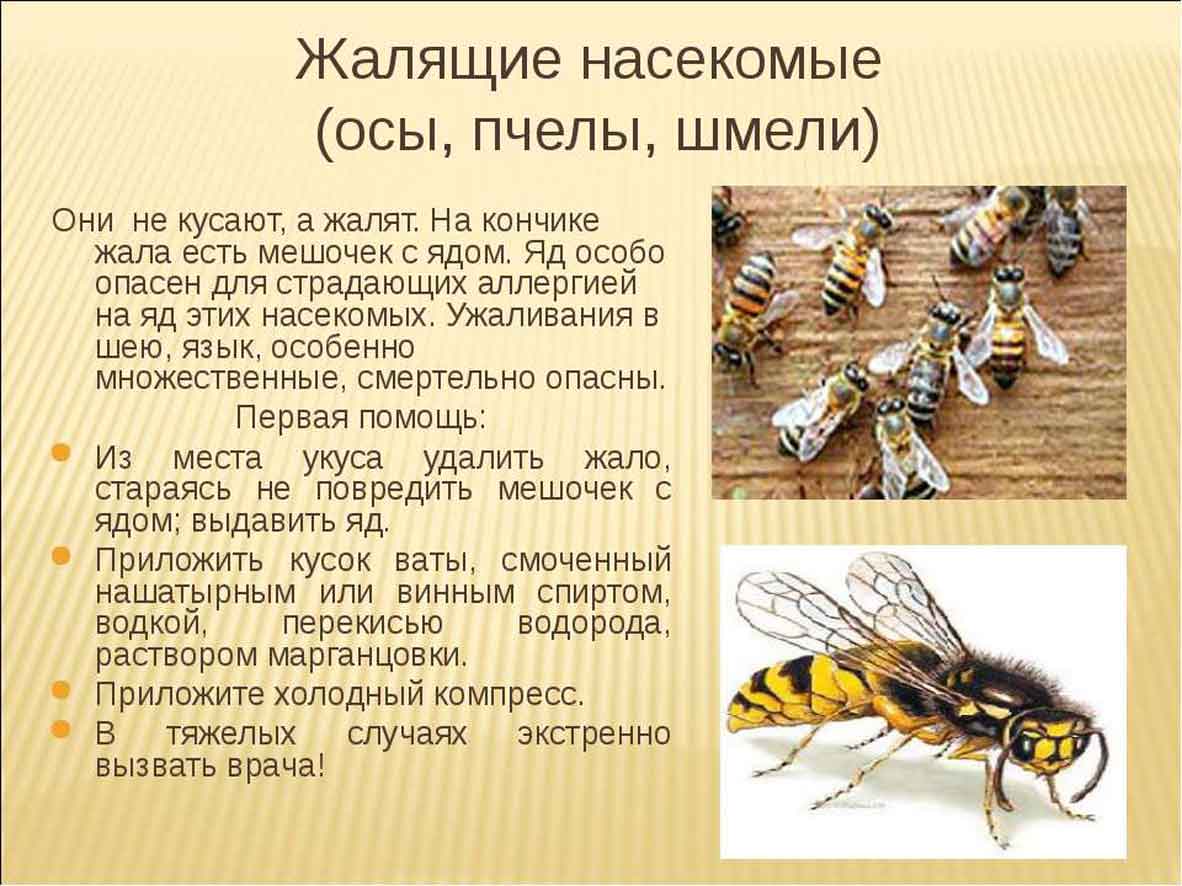 Гигантский азиатский шершень-убийца: фото и размеры хищника