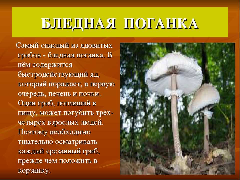 Волоконница патуйяра: внешний вид, фото, особенности, интересные факты, среда обитания