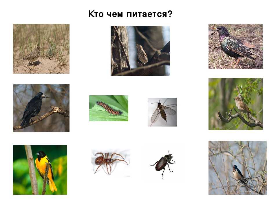 Чем питаются птицы: лесные, хищные и перелетные