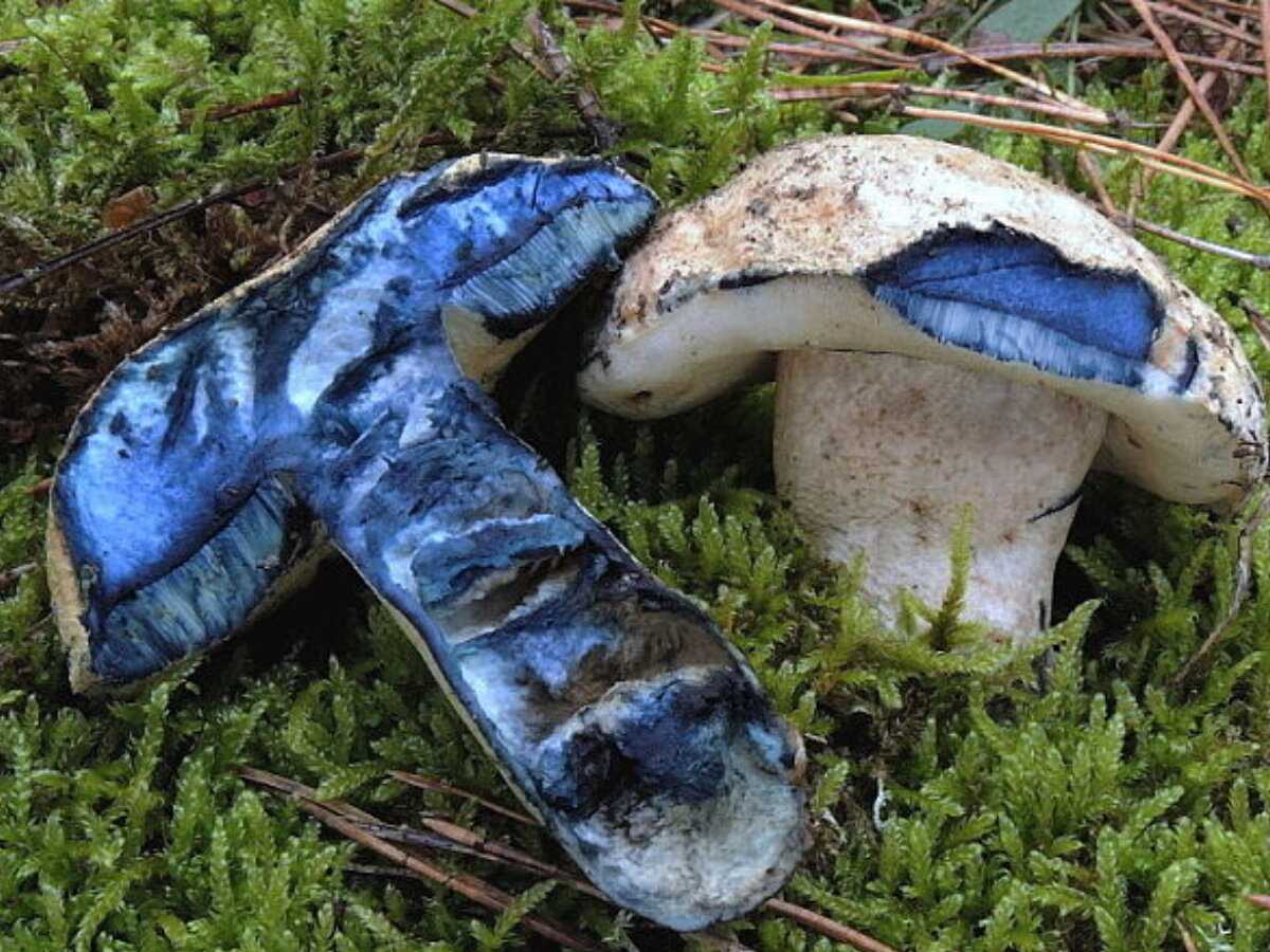 Гриб синяк (gyroporus cyanescens): информация, где растет, фото