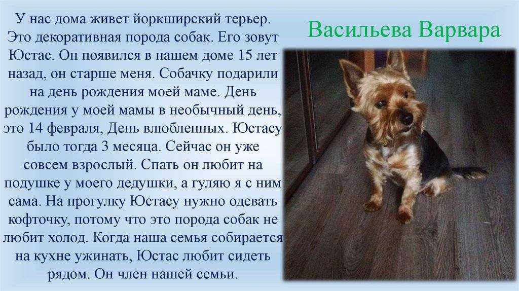 Почему йорк кусает руки Как отучить йоркширского терьера кусать владельца - возможные причины укусов