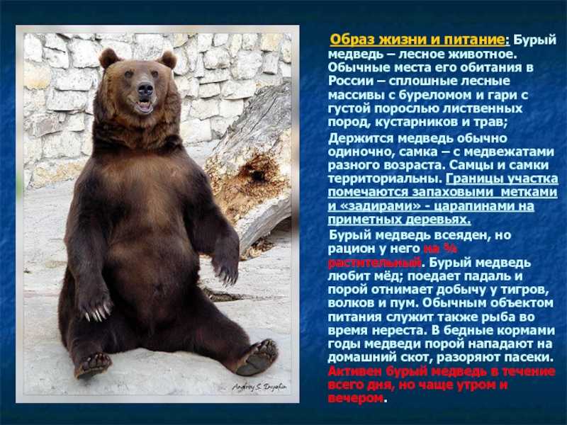Медведь гризли или серый медведь: питание, размножение, где обитает