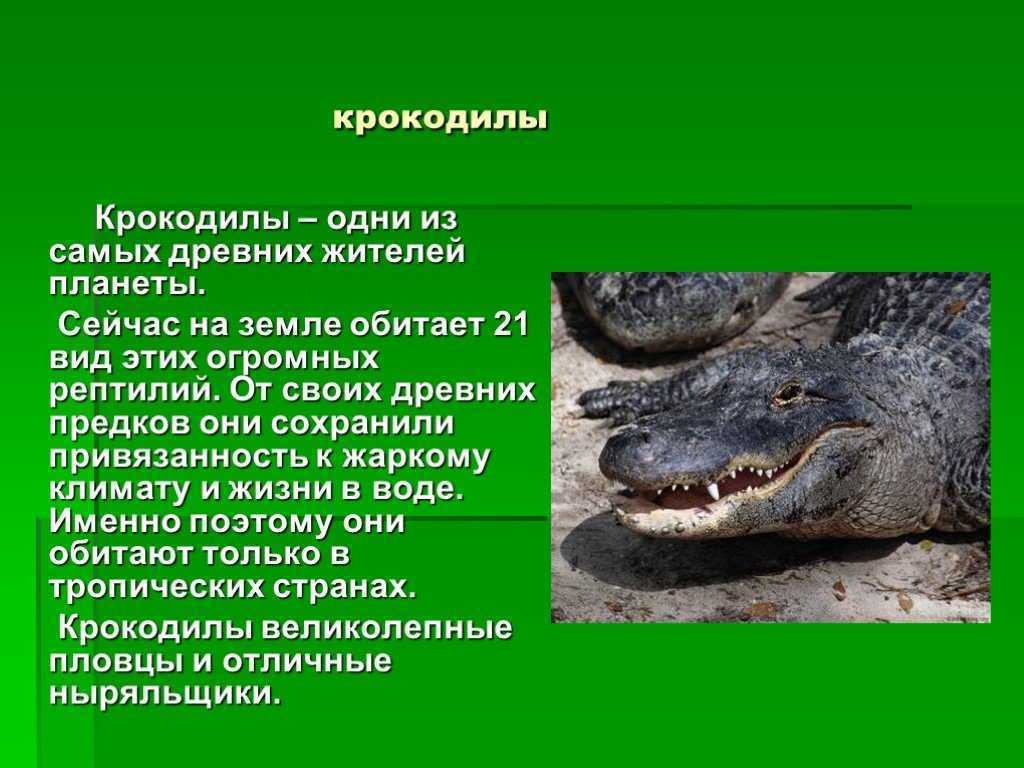 Есть ли в тайланде крокодилы