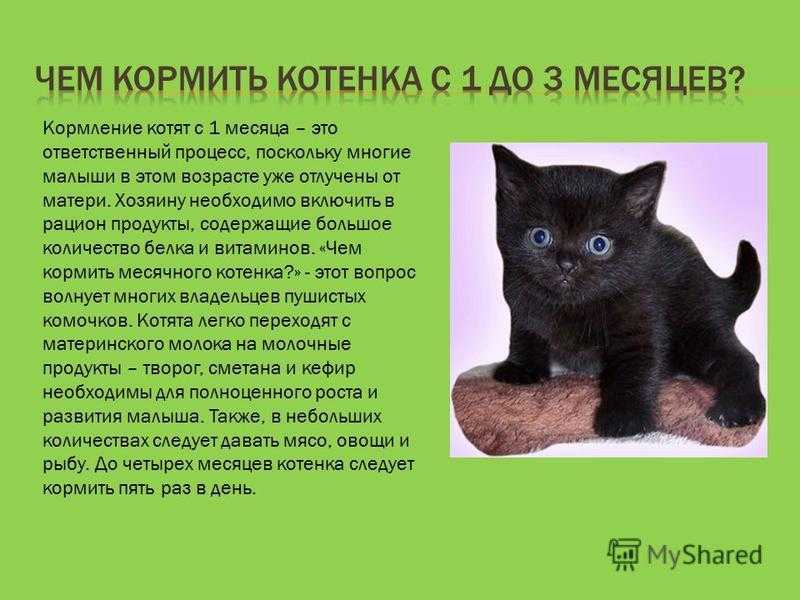 Как и чем кормить котенка в 2 месяца: советы и рекомендации