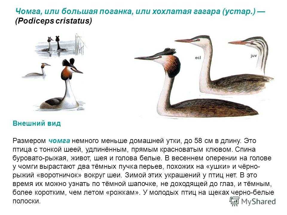 Поганкообразные - птицы