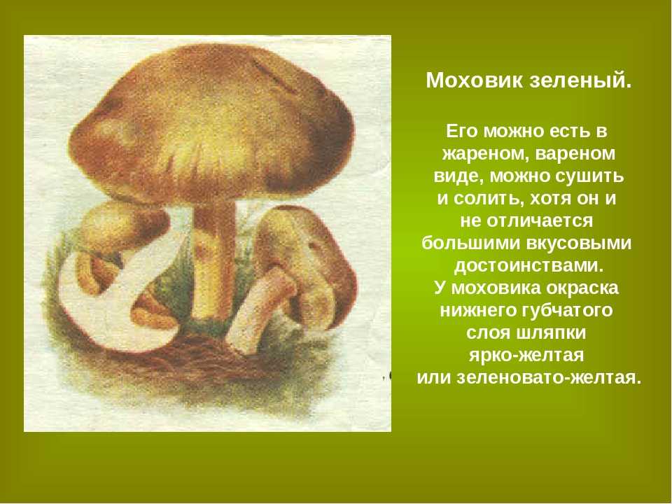 Моховик зеленый (xerocomus subtomentosus): фото, описание и рецепты приготовления съедобного гриба