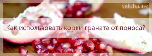 Фрукты и овощи для собак: какие овощи и фрукты можно, а какие нельзя давать собакам