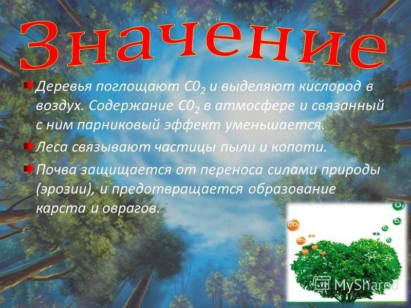 Экологический проект «деревья — наши друзья, или чистый воздух для детей!» (8 фото)