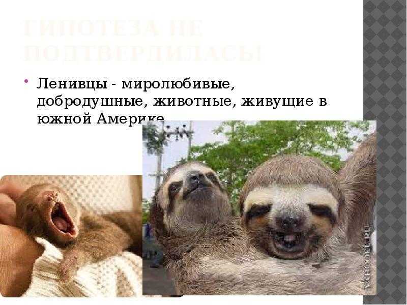 Ленивец: фото животного, интересные факты, описание, внешний вид
