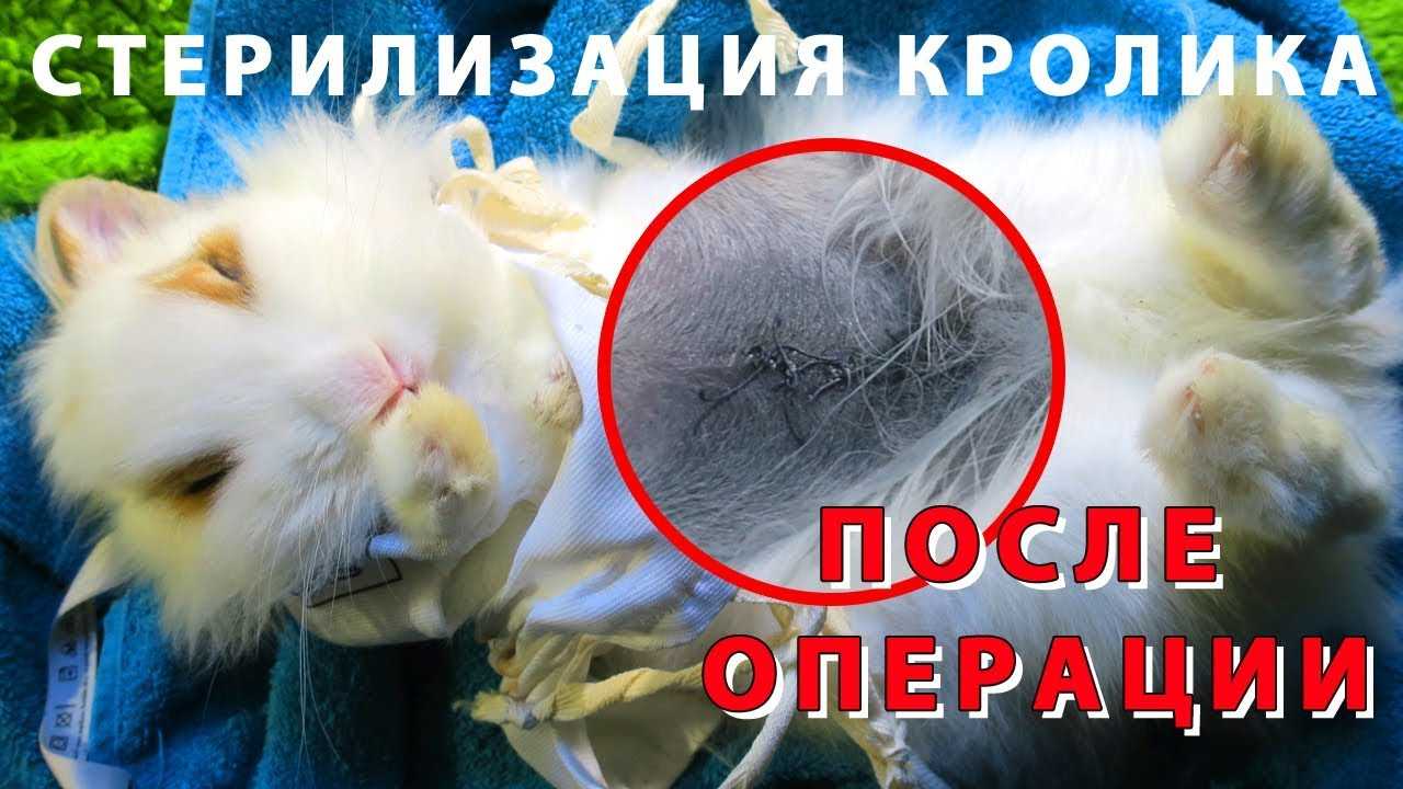 Кастрация кроликов: как кастрировать своими руками в домашних условиях закрытым способом, сколько стоит процедура для декоративного кролика, стерилизация