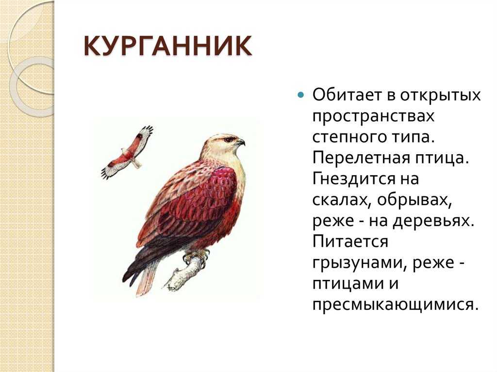 Редкие и исчезающие виды птиц, занесенных в красную книгу