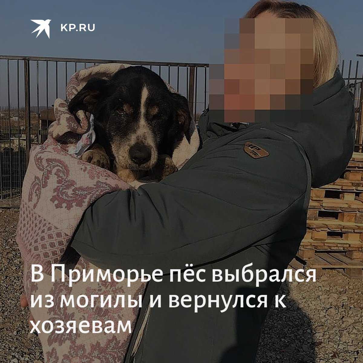 Как пережить смерть любимой собаки?