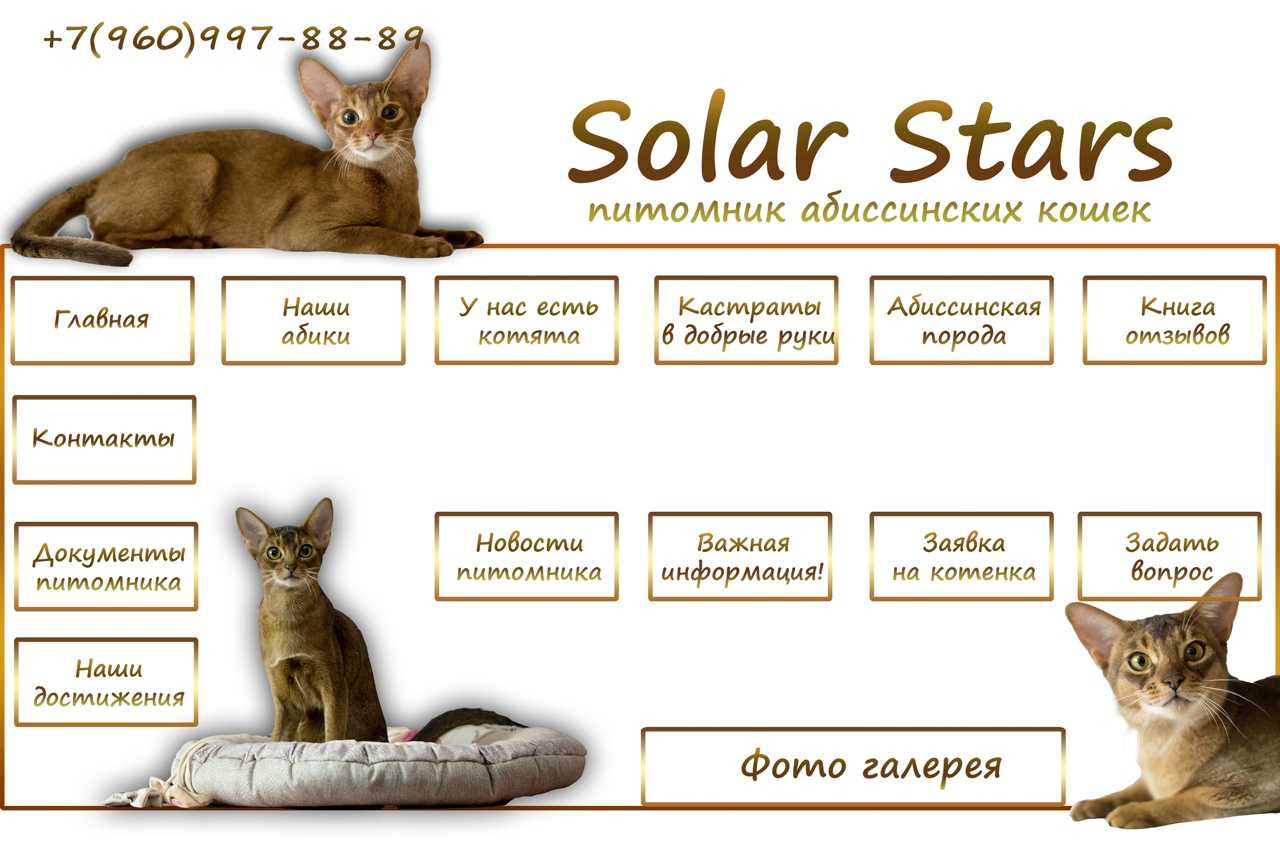 Абиссинская кошка