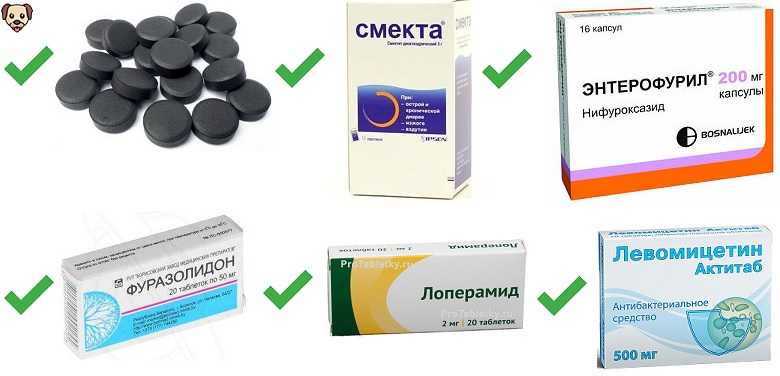 Смекта для кошек и собак
